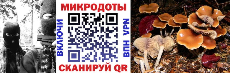 Псилоцибиновые грибы Psilocybine cubensis Суздаль